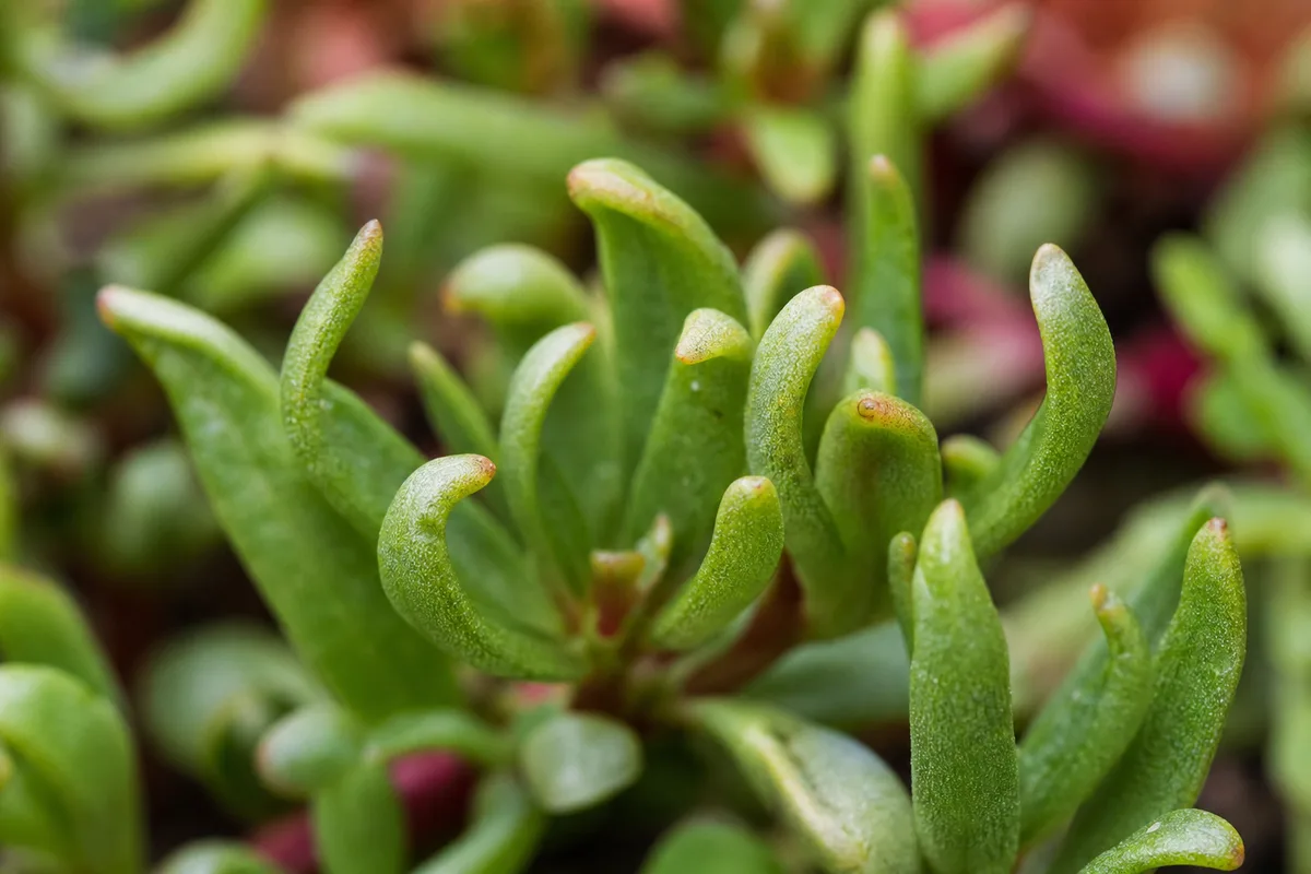 Close-up of Curling Leaves on Portulaca - diagnostic detail