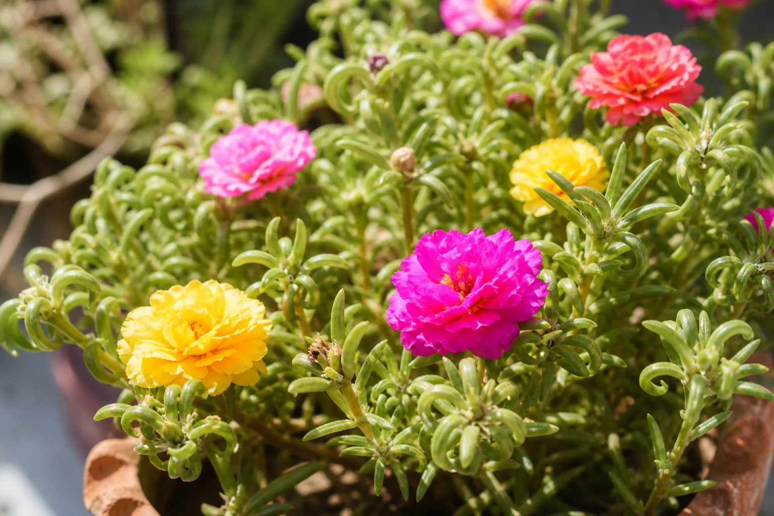 Curling Leaves on Portulaca - visible symptom on the plant