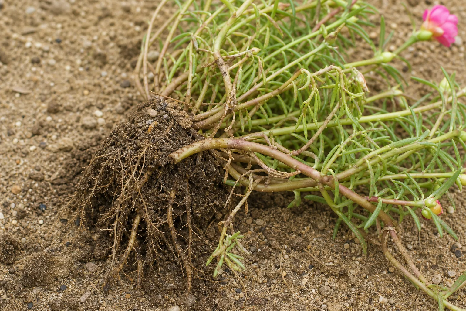 Damaged Roots on Portulaca - visible symptom on the plant