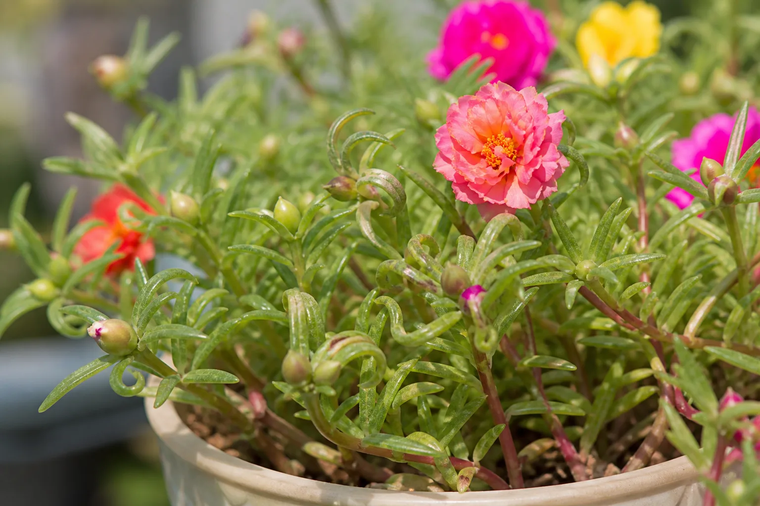 Distorted Leaves on Portulaca - visible symptom on the plant