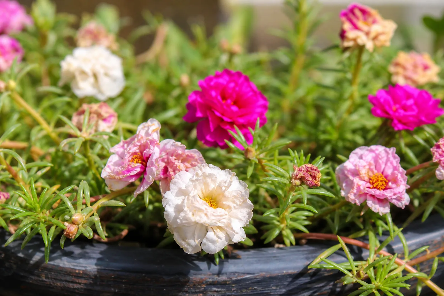 Faded Flowers on Portulaca - visible symptom on the plant