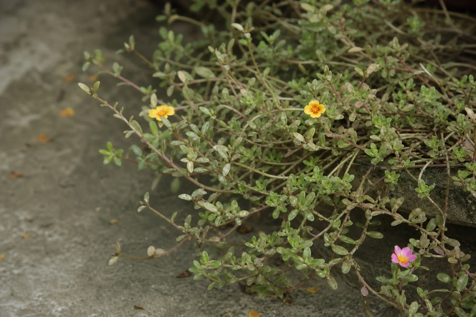 Faded Leaves on Portulaca - visible symptom on the plant