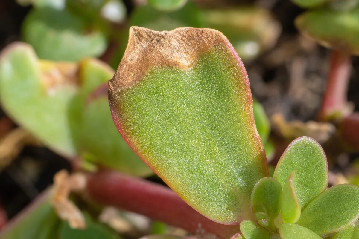 Close-up of Fertilizer Burn on Portulaca - diagnostic detail