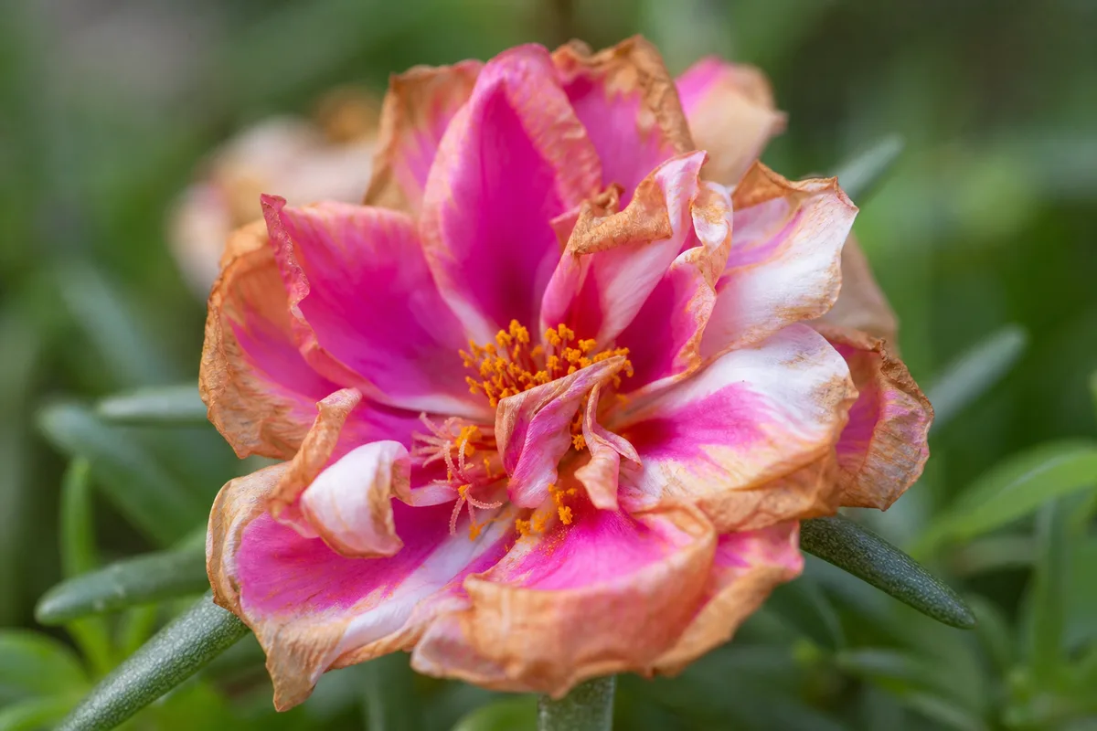 Close-up of Flowers Turning Brown on Portulaca - diagnostic detail