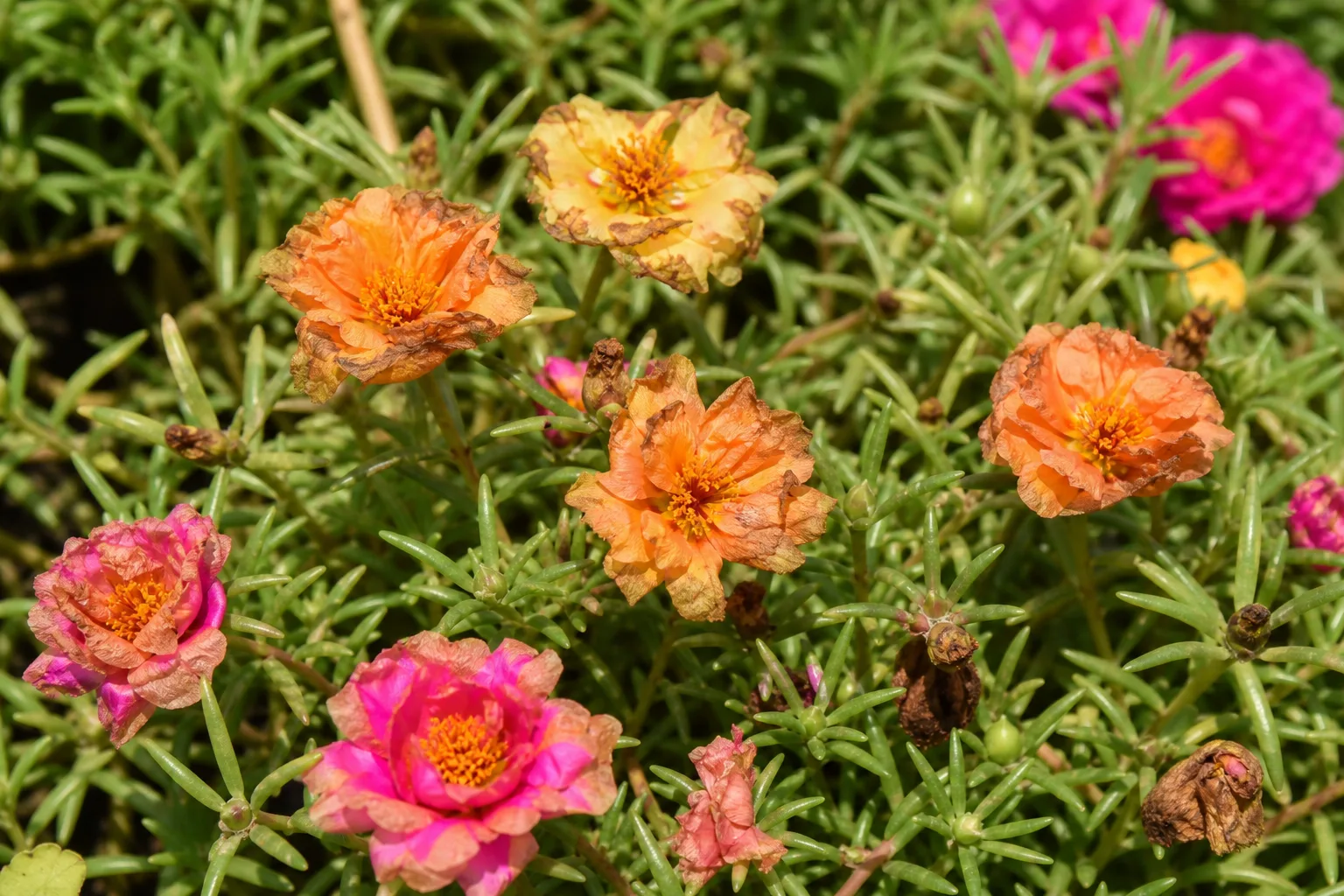 Flowers Turning Brown on Portulaca - visible symptom on the plant