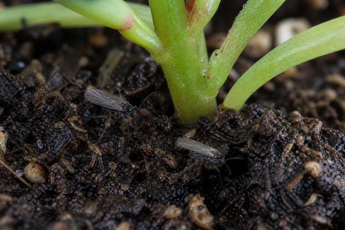 Close-up of Fungus Gnats on Portulaca - diagnostic detail