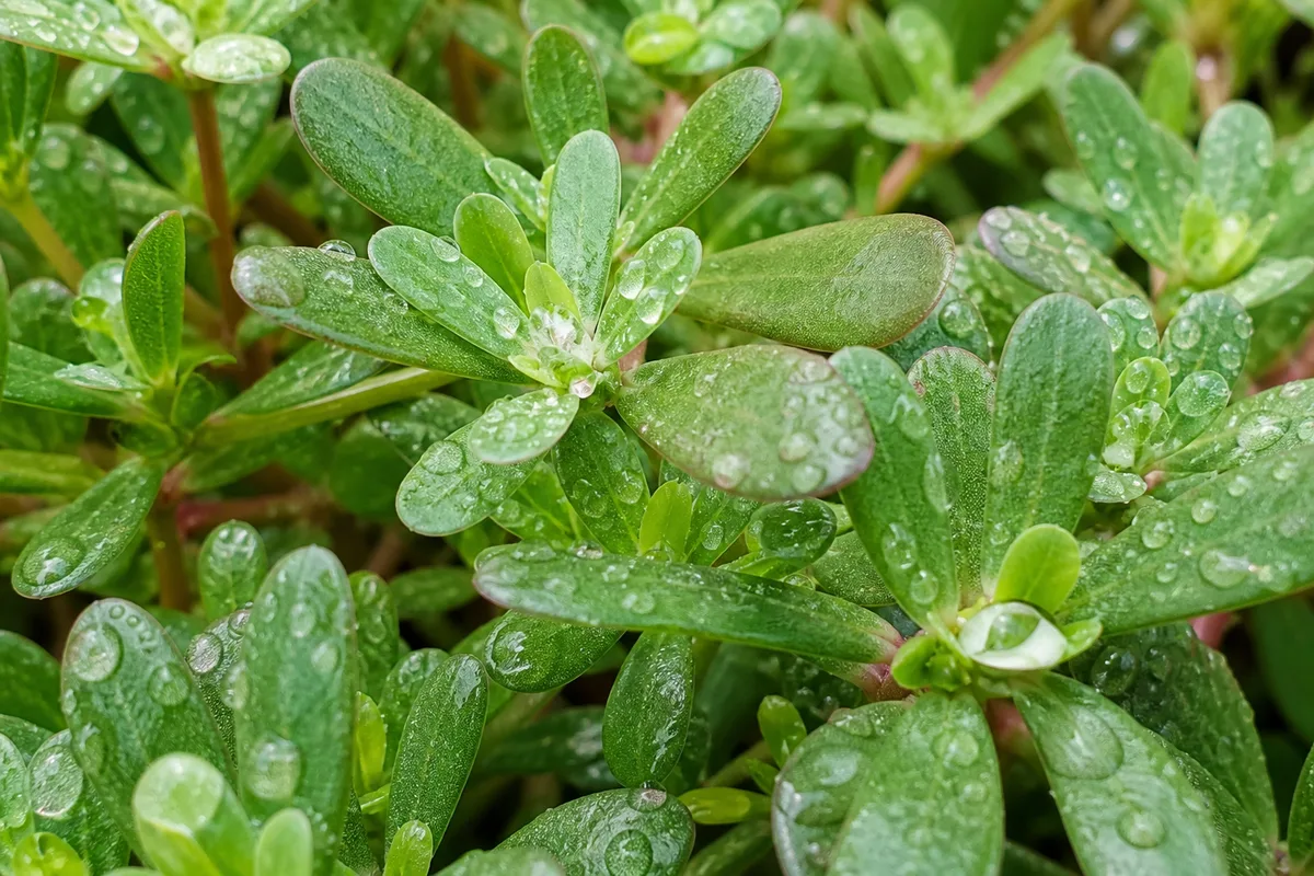 Close-up of High Humidity on Portulaca - diagnostic detail