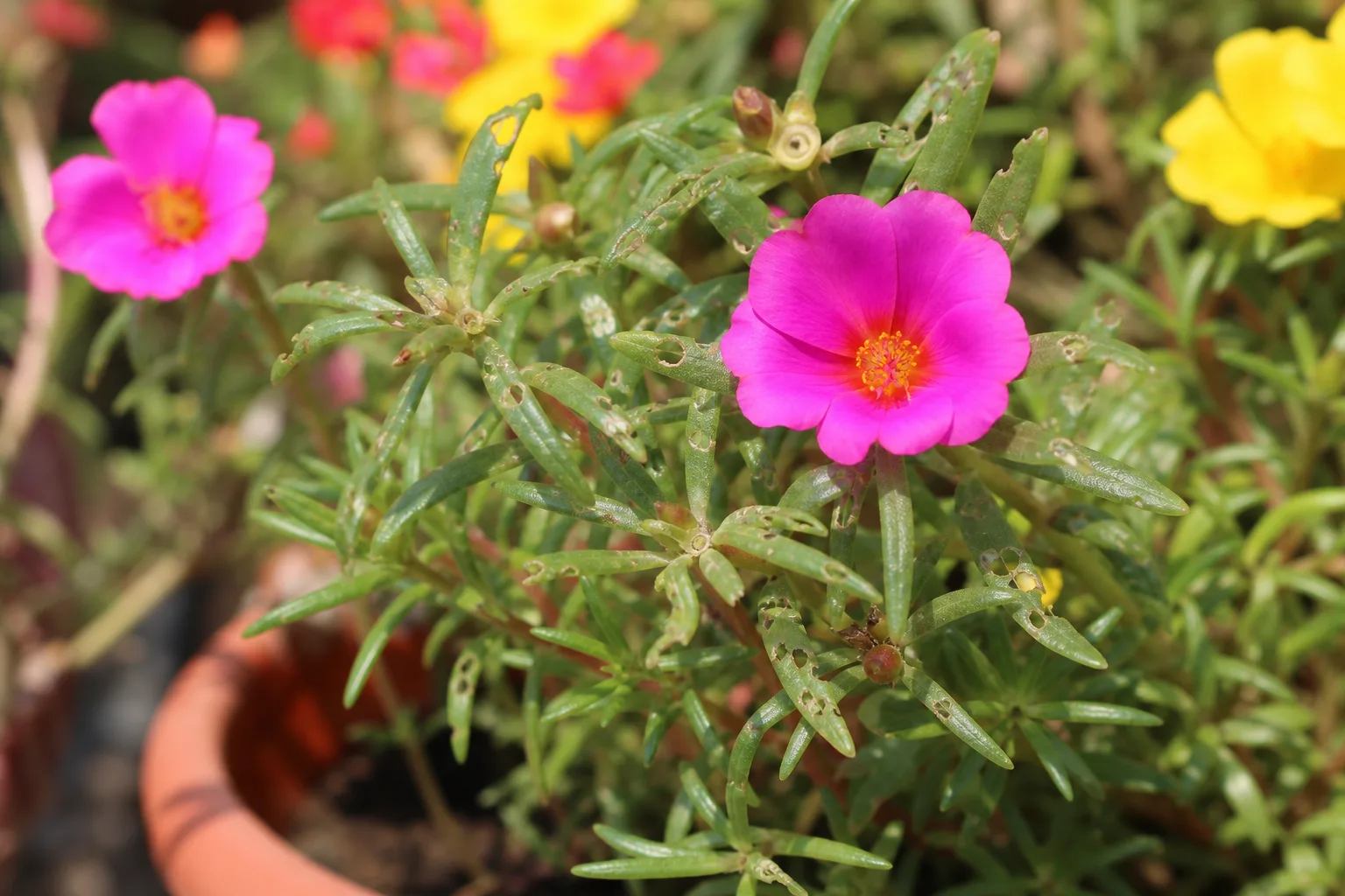 Holes in Leaves on Portulaca - visible symptom on the plant