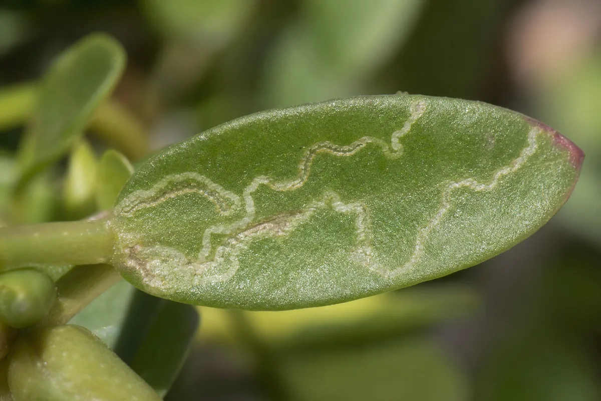 Close-up of Leaf Miners on Portulaca - diagnostic detail