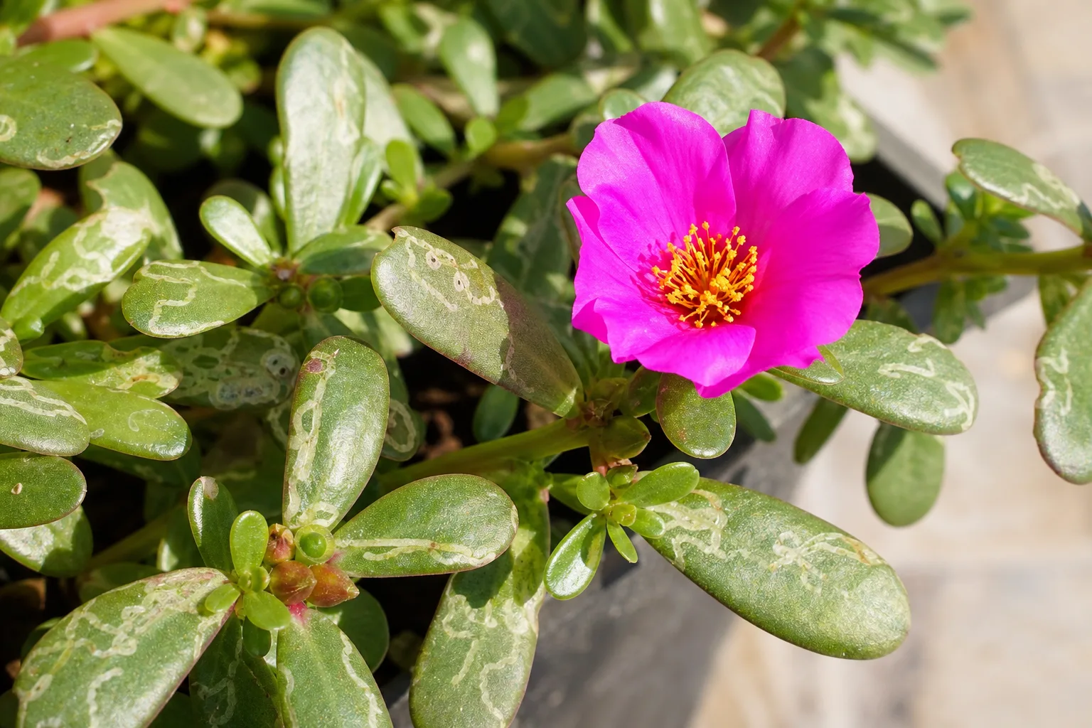 Leaf Miners on Portulaca - visible symptom on the plant