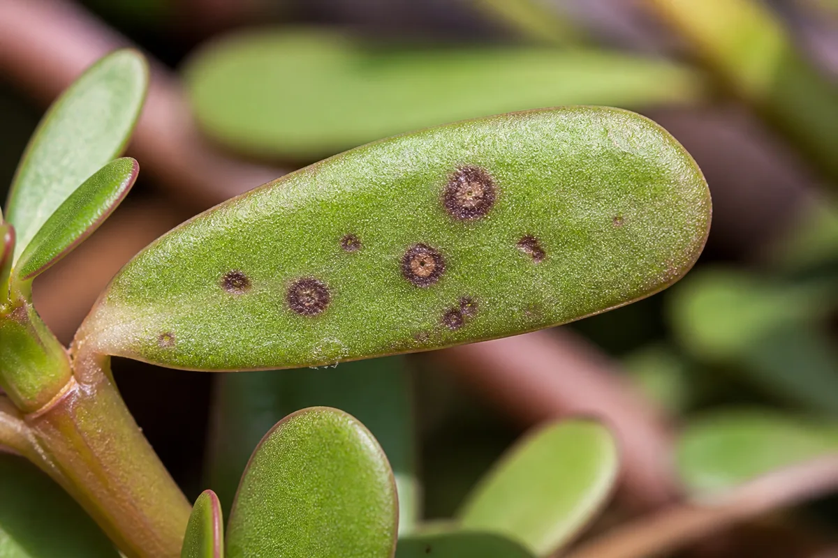 Close-up of Leaf Spot Disease on Portulaca - diagnostic detail