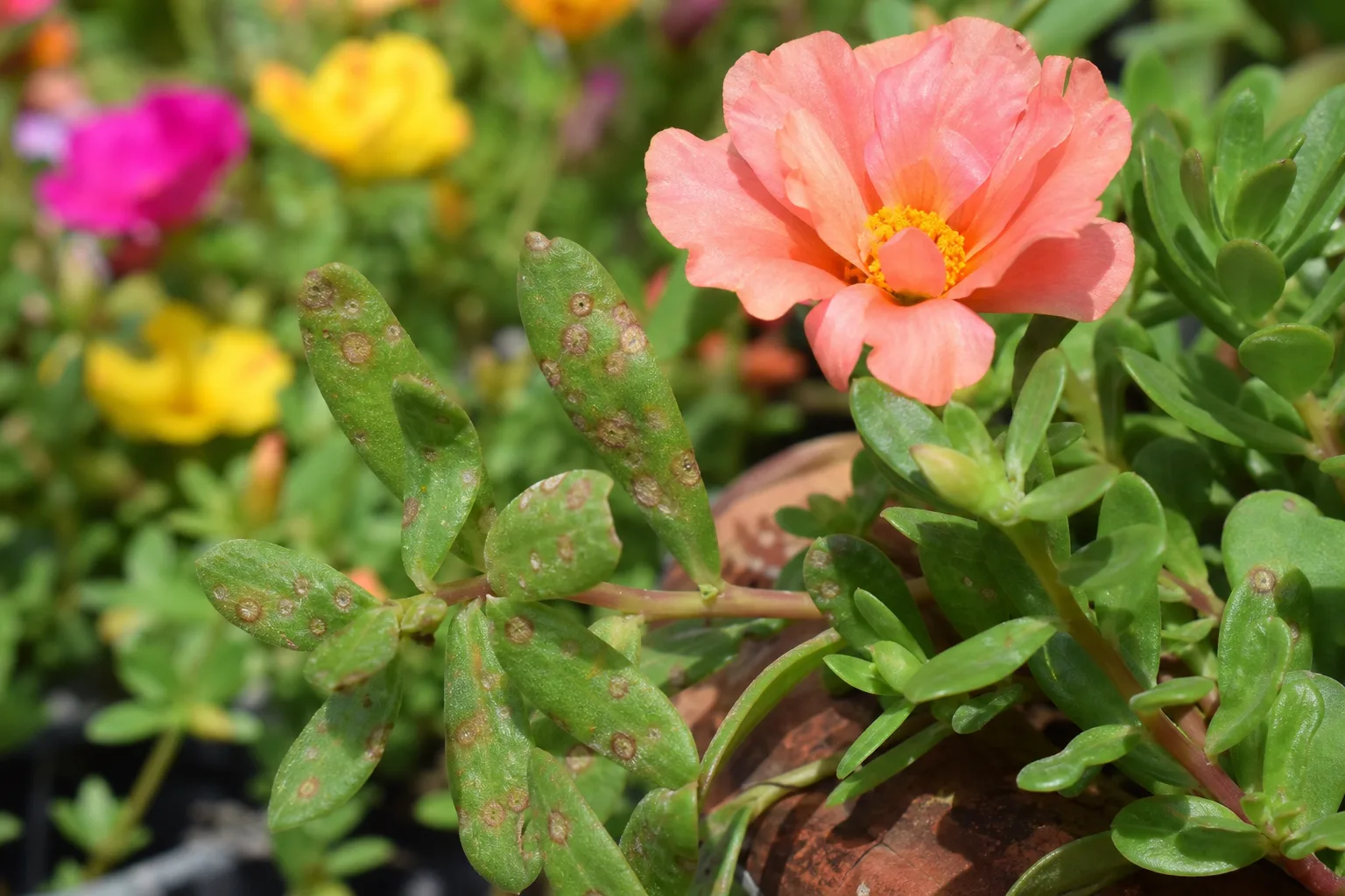 Leaf Spot Disease on Portulaca - visible symptom on the plant