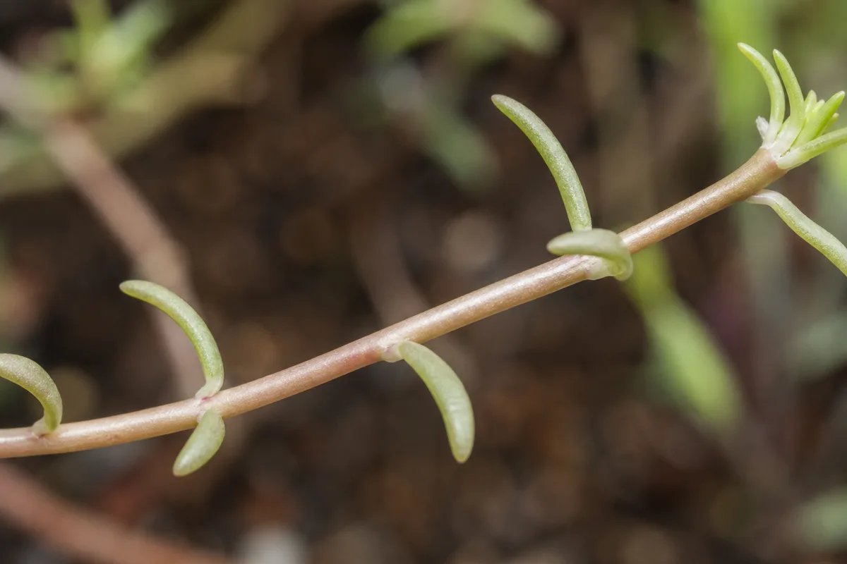 Close-up of Leggy Growth on Portulaca - diagnostic detail