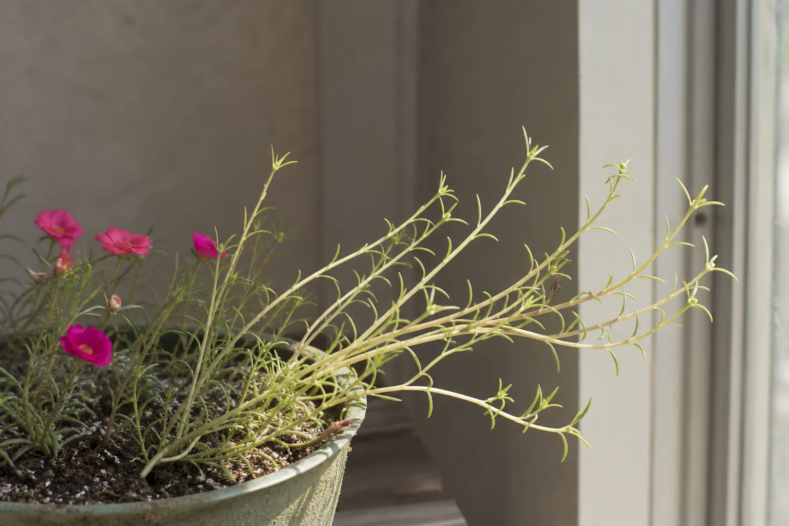 Leggy Growth on Portulaca - visible symptom on the plant