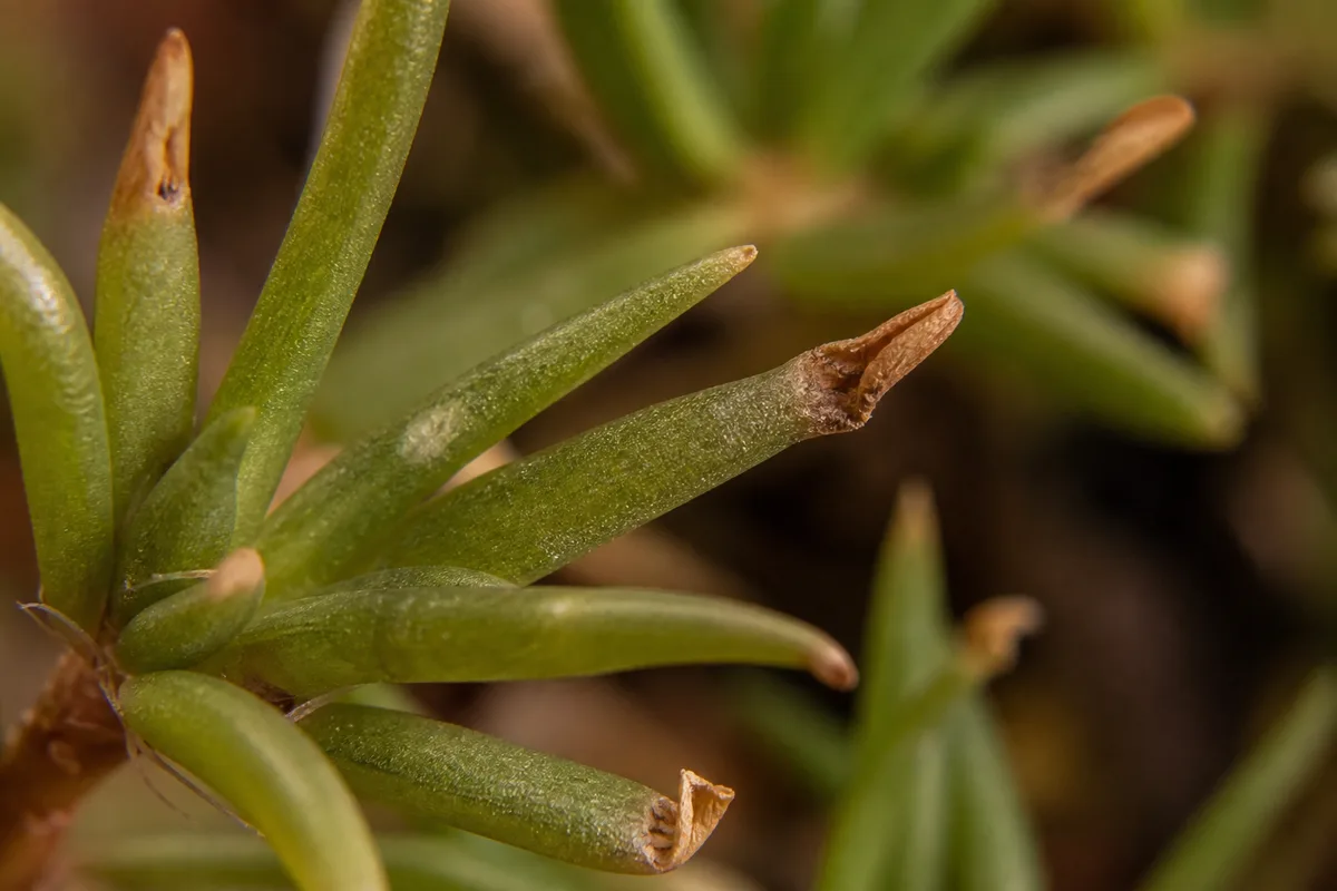Close-up of Low Humidity on Portulaca - diagnostic detail