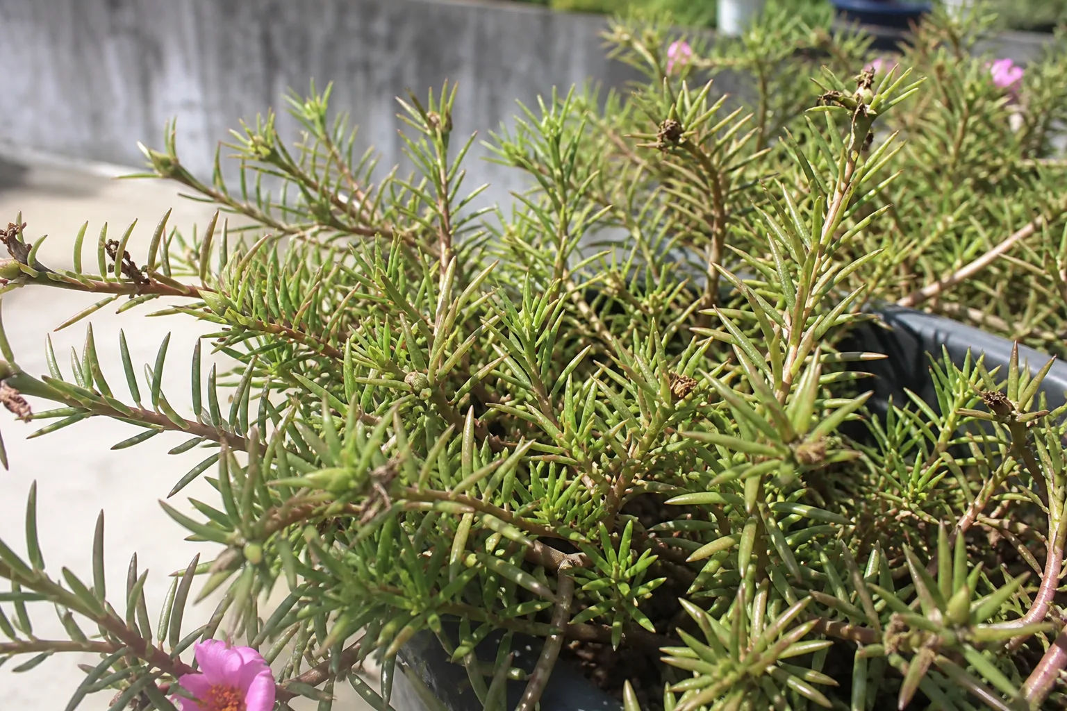 Low Humidity on Portulaca - visible symptom on the plant