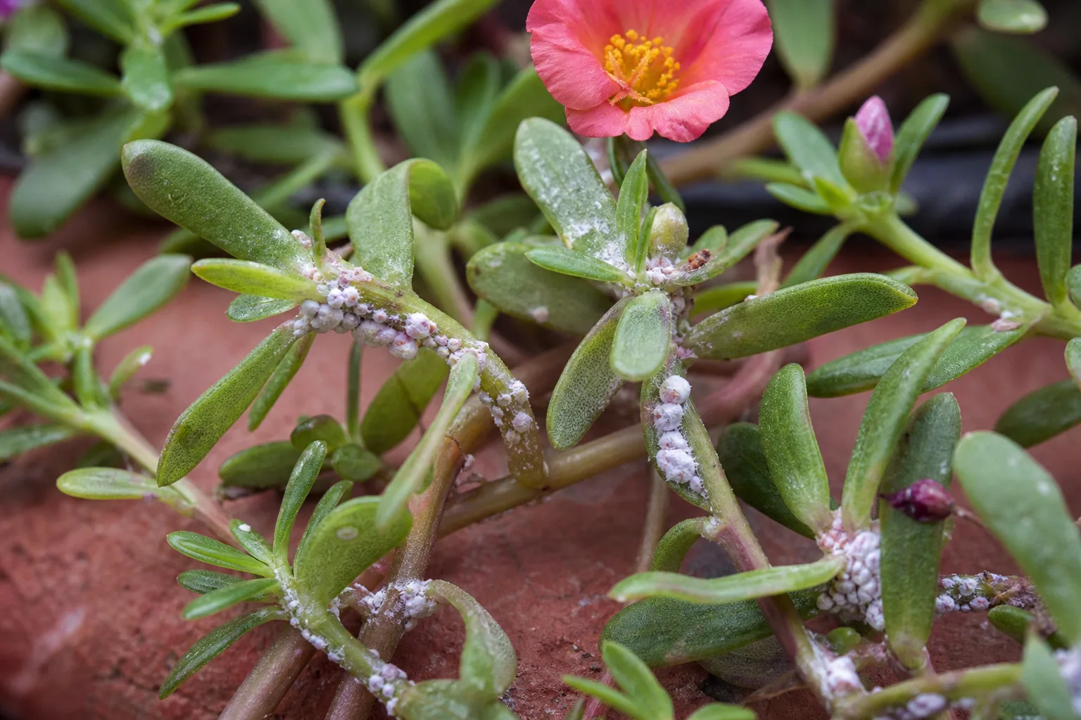 Mealybugs on Portulaca - visible symptom on the plant