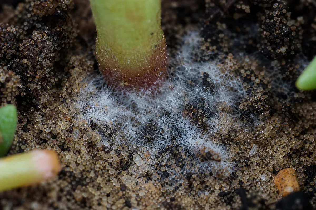 Close-up of Mold on Soil on Portulaca - diagnostic detail