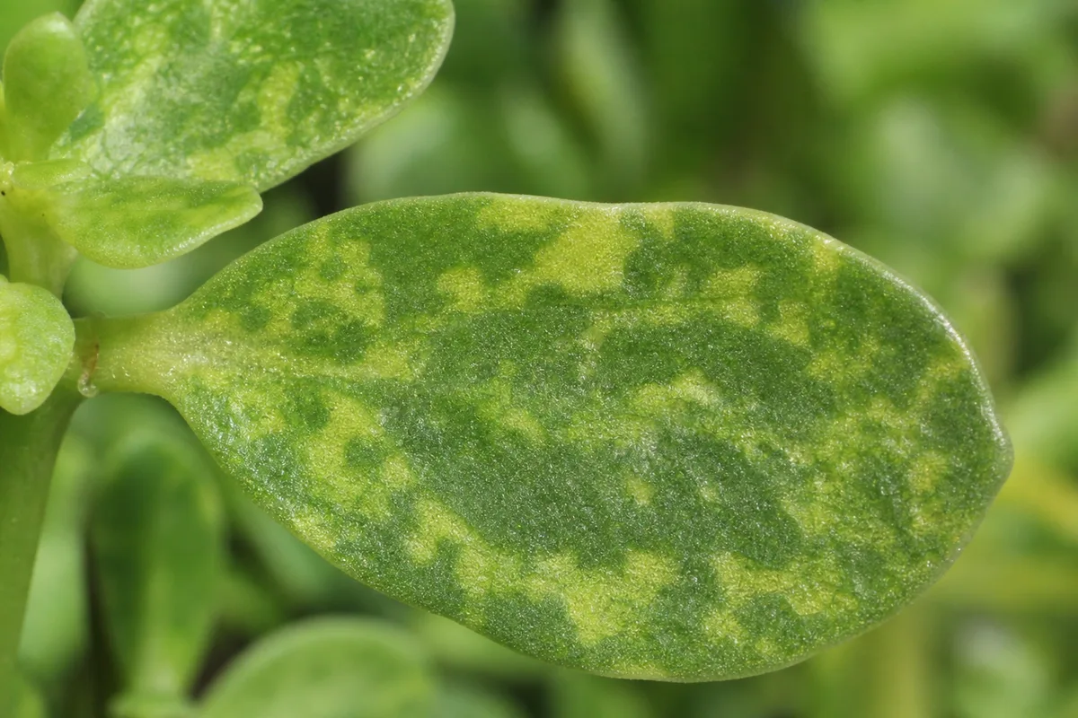 Close-up of Mosaic Virus on Portulaca - diagnostic detail