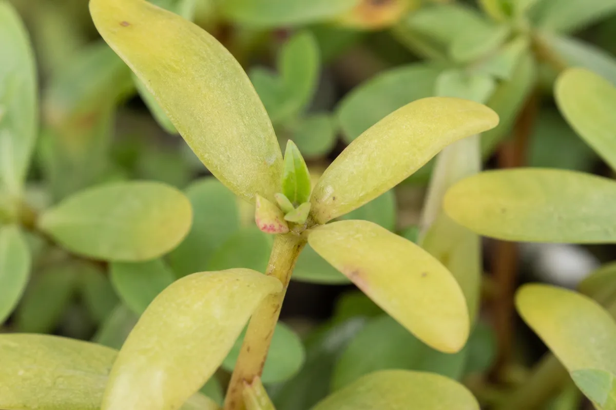 Close-up of Nitrogen Deficiency on Portulaca - diagnostic detail