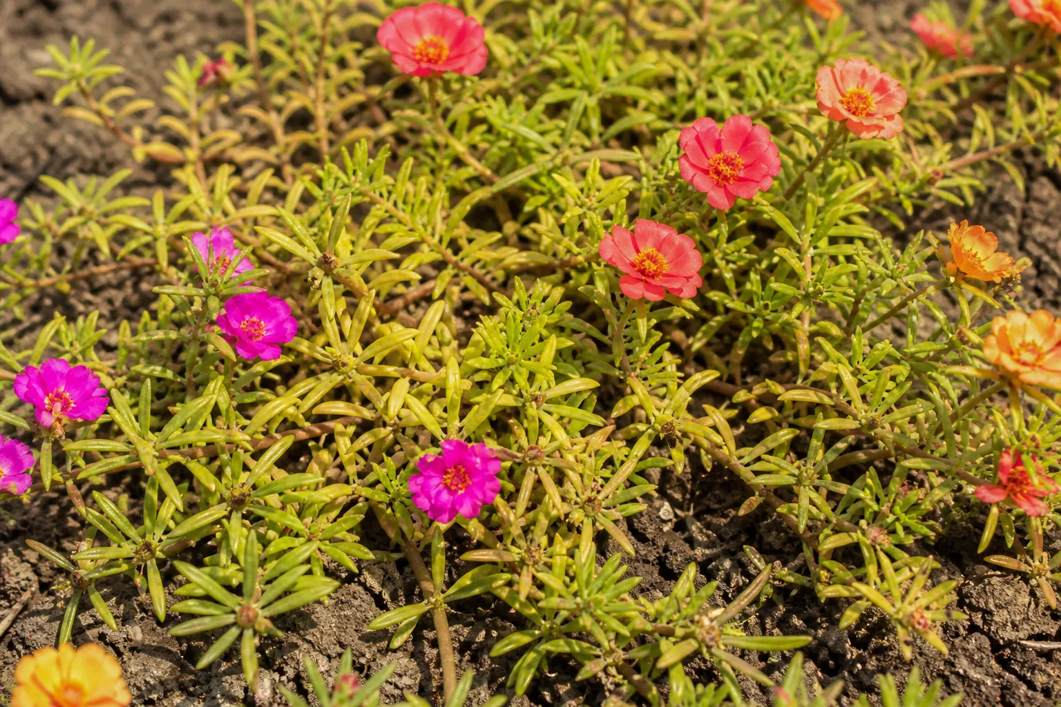 Nitrogen Deficiency on Portulaca - visible symptom on the plant