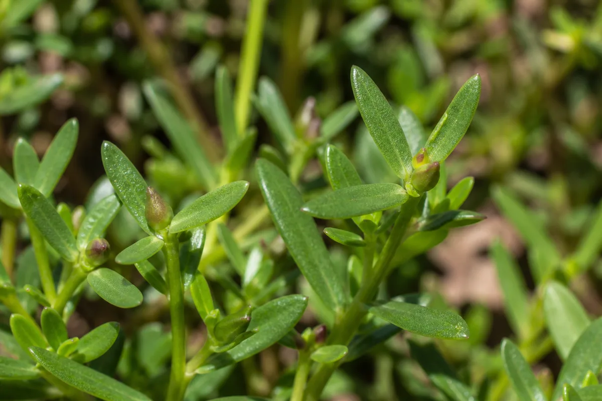 Close-up of No Flowers on Portulaca - diagnostic detail