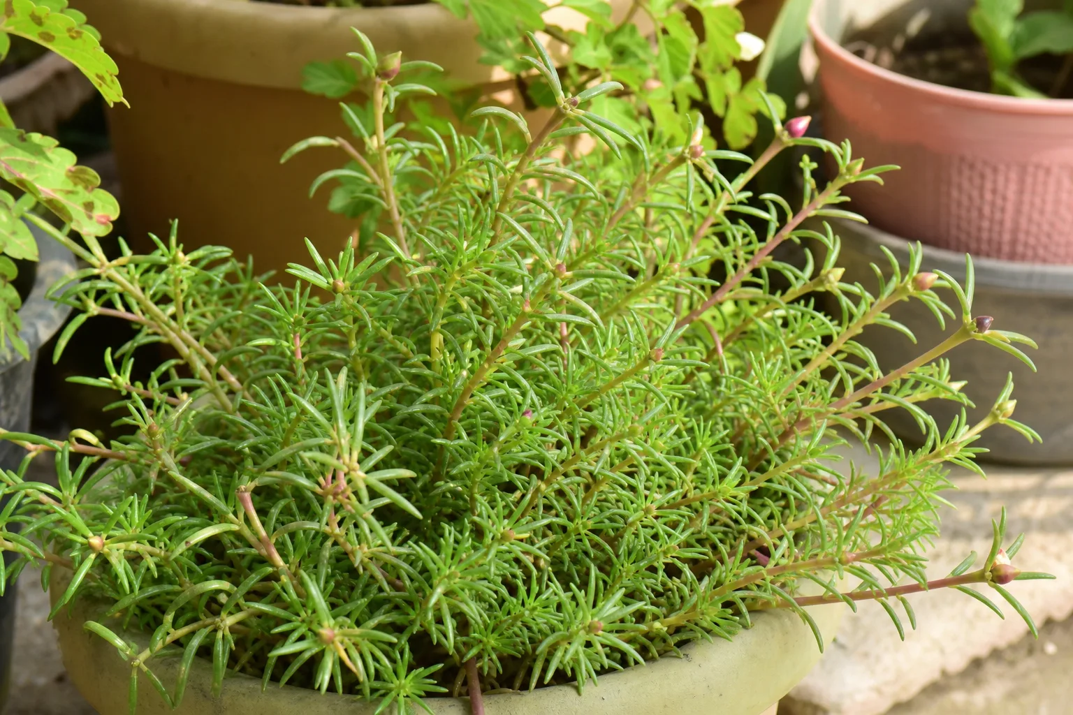 No Flowers on Portulaca - trailing moss rose with few or no open blooms