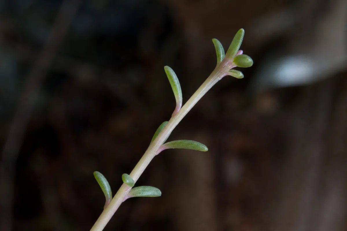 Close-up of Not Enough Light on Portulaca - diagnostic detail