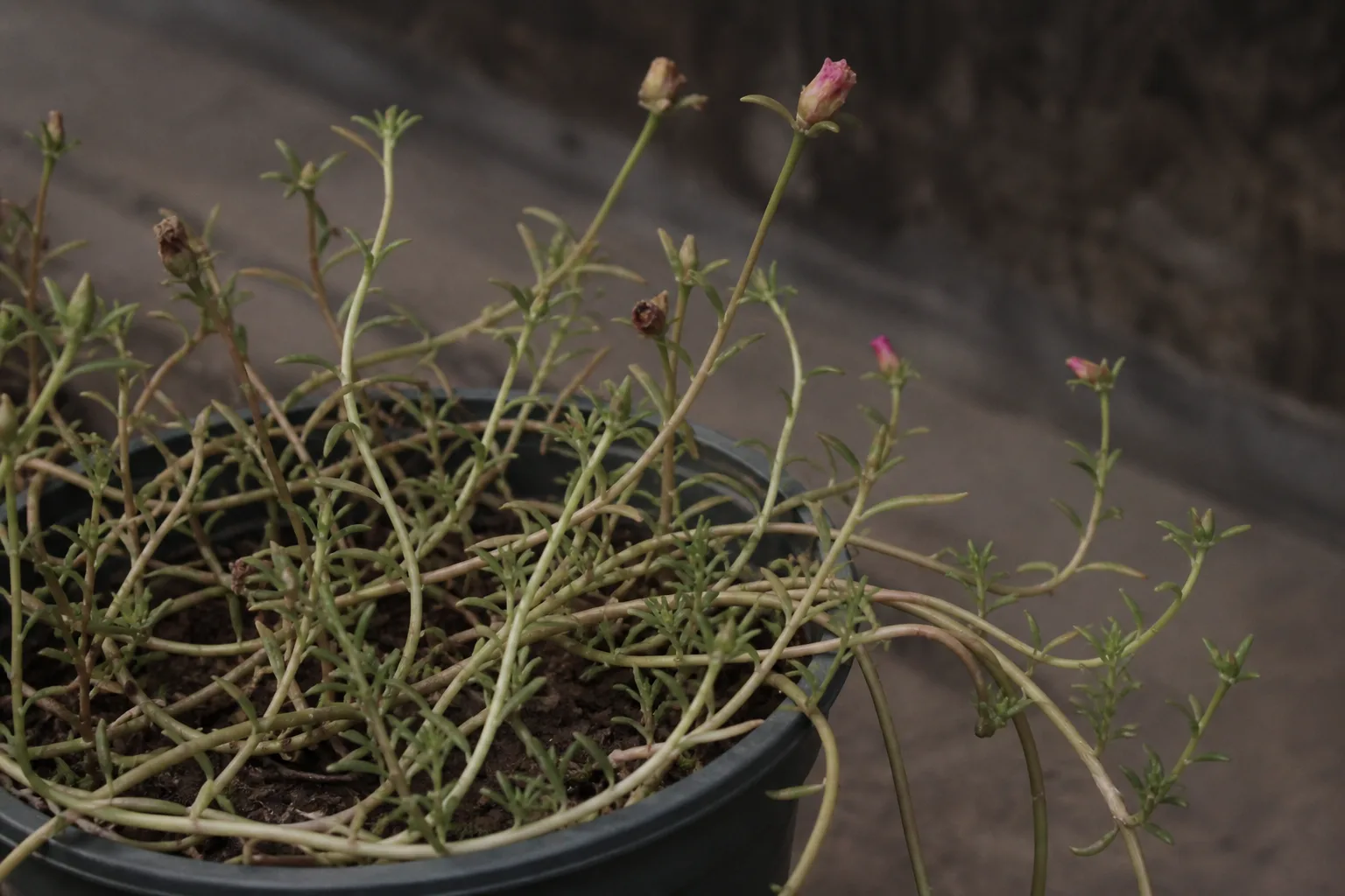 Not Enough Light on Portulaca - visible symptom on the plant