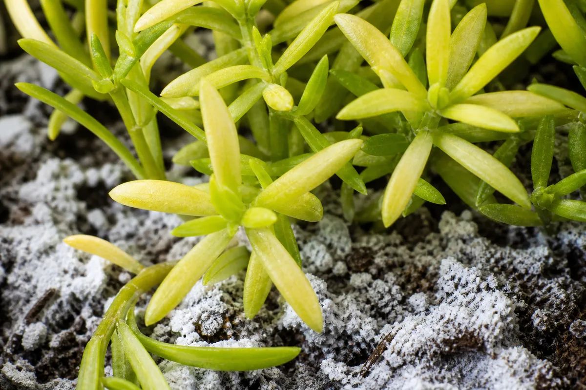 Close-up of Nutrient Lockout on Portulaca - diagnostic detail