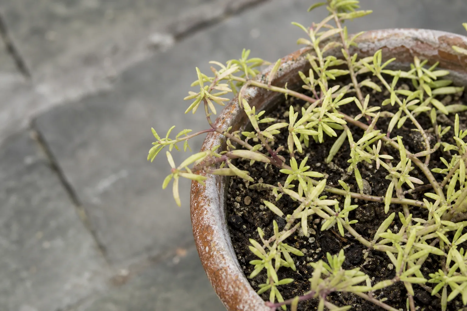 Nutrient Lockout on Portulaca - visible symptom on the plant