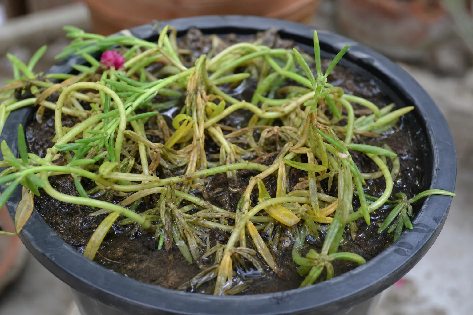 Overwatering on Portulaca - visible symptom on the plant