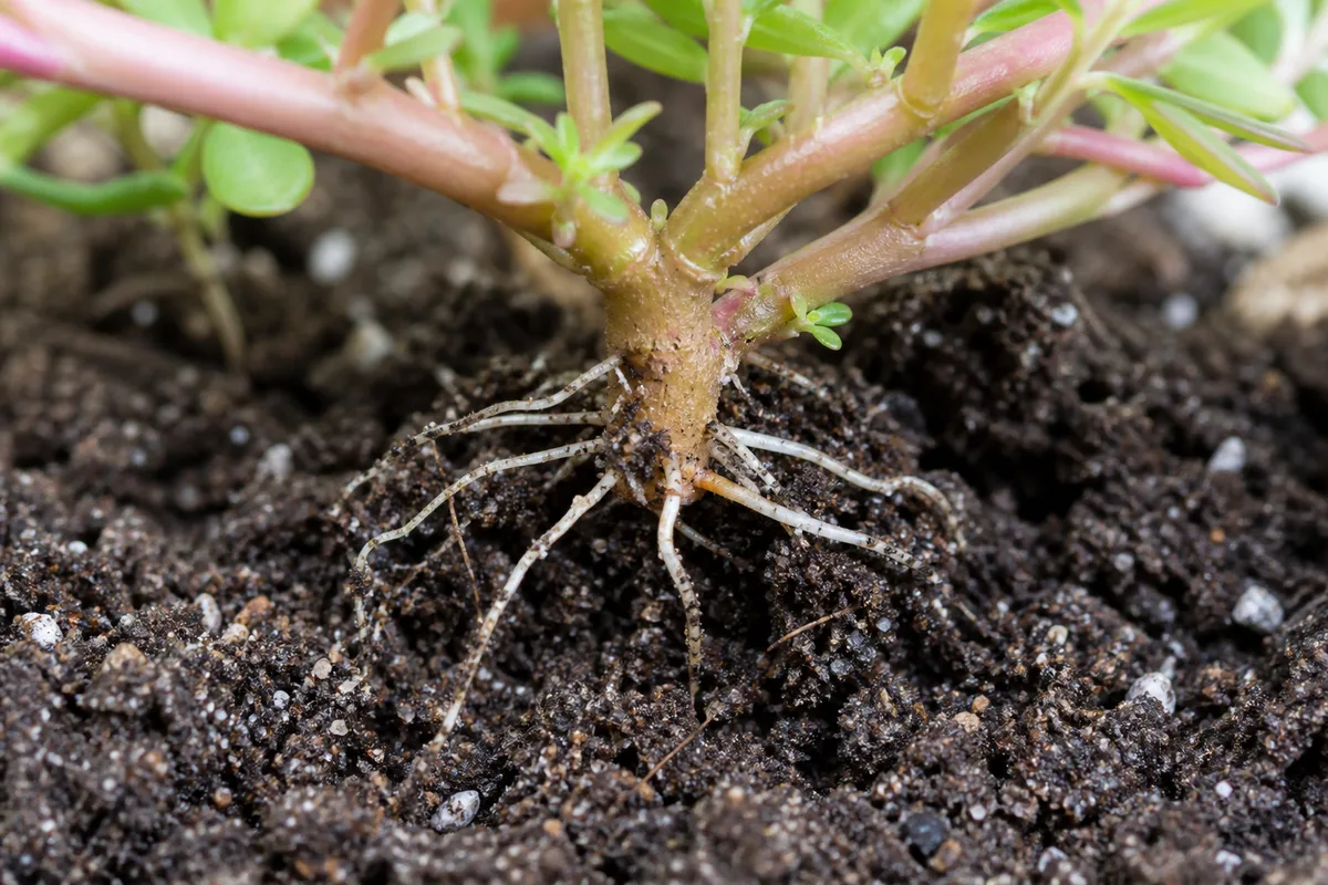 Close-up of Poor Root Growth on Portulaca - diagnostic detail