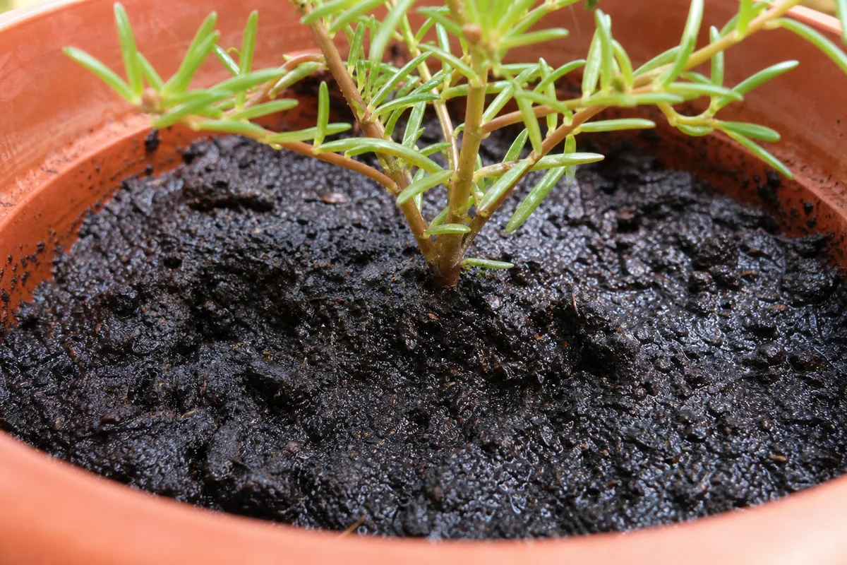 Close-up of Pot Too Large on Portulaca - diagnostic detail