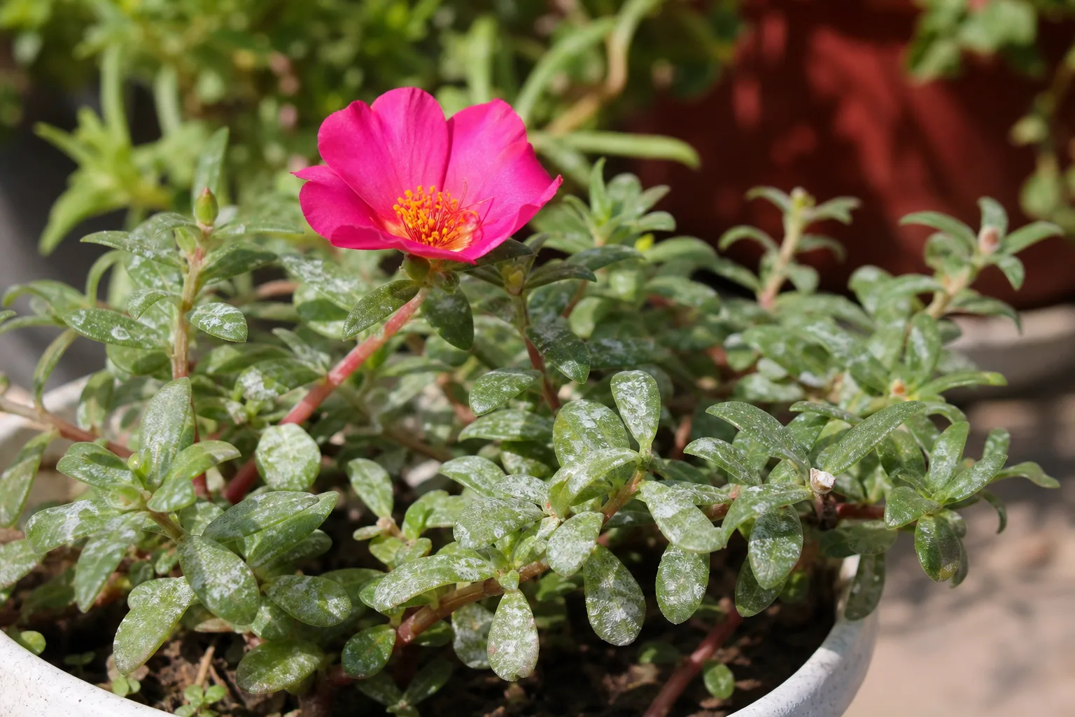 Powdery Mildew on Portulaca - visible symptom on the plant