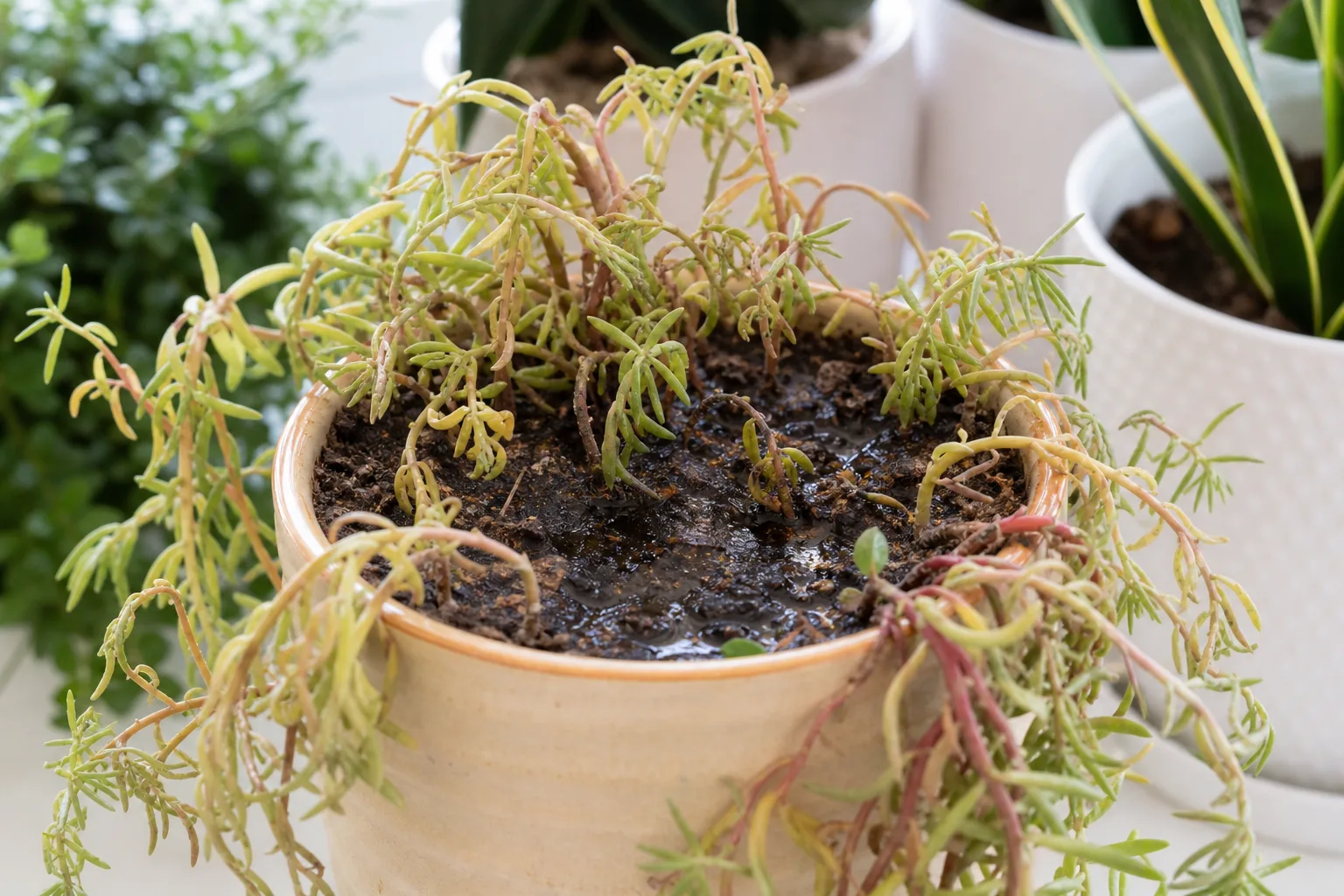 Root Rot on Portulaca - visible symptom on the plant