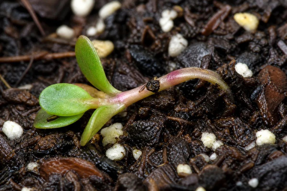 Close-up of Seedlings Falling Over on Portulaca - diagnostic detail