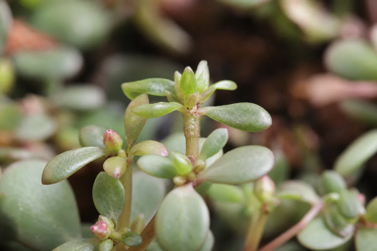 Close-up of Slow Growth on Portulaca - diagnostic detail