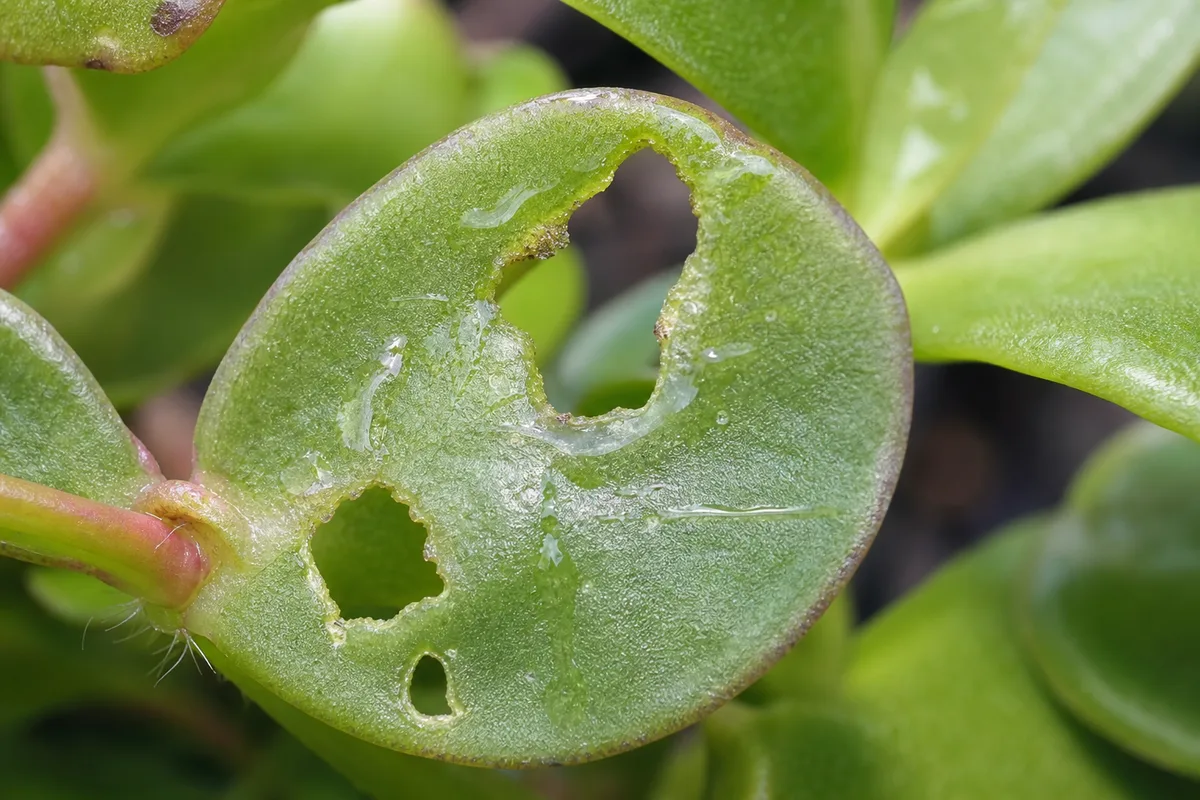 Close-up of Slugs and Snails on Portulaca - diagnostic detail