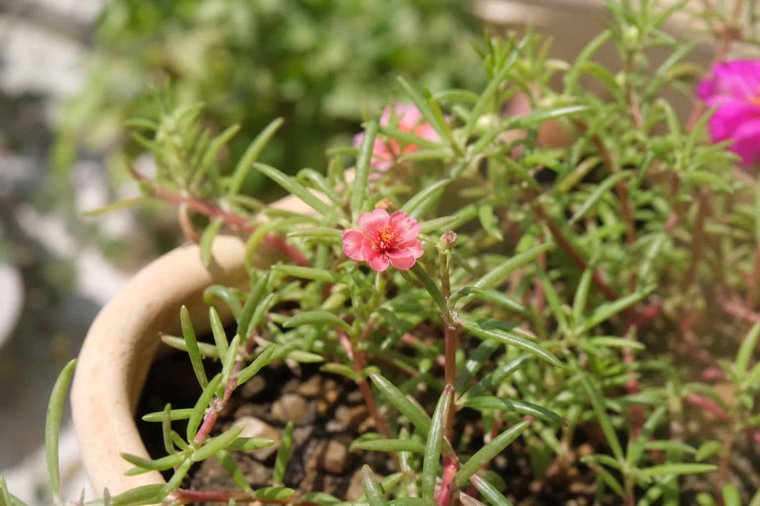 Small Flowers on Portulaca - visible symptom on the plant