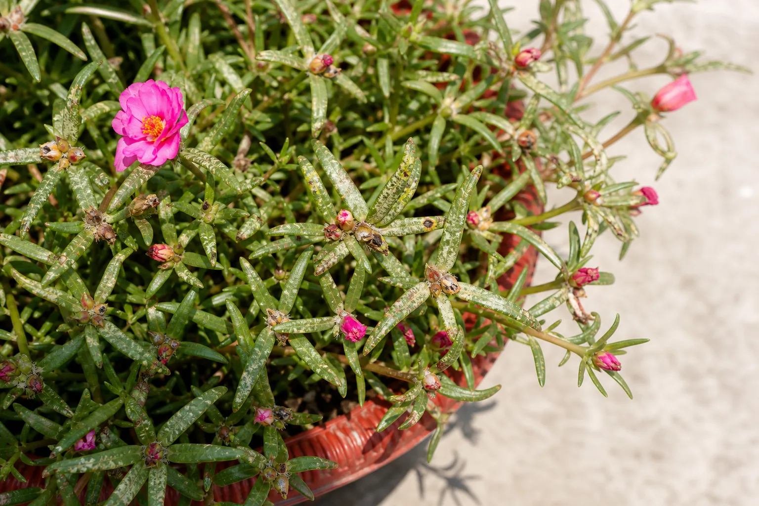Thrips on Portulaca - visible symptom on the plant