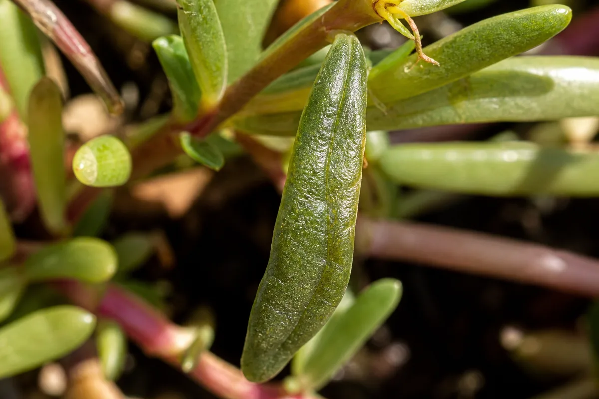 Close-up of Water Stress on Portulaca - diagnostic detail