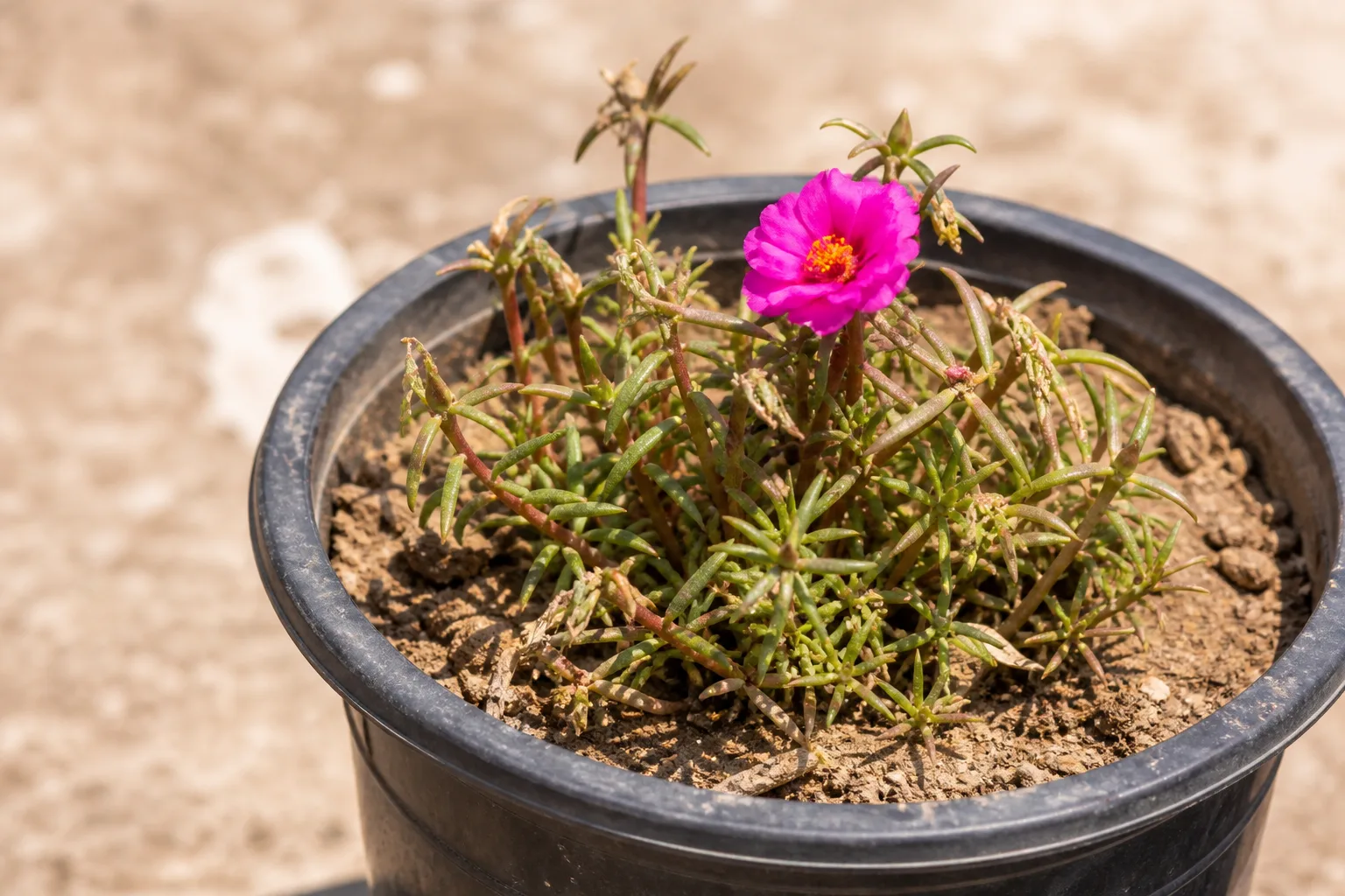 Water Stress on Portulaca - visible symptom on the plant
