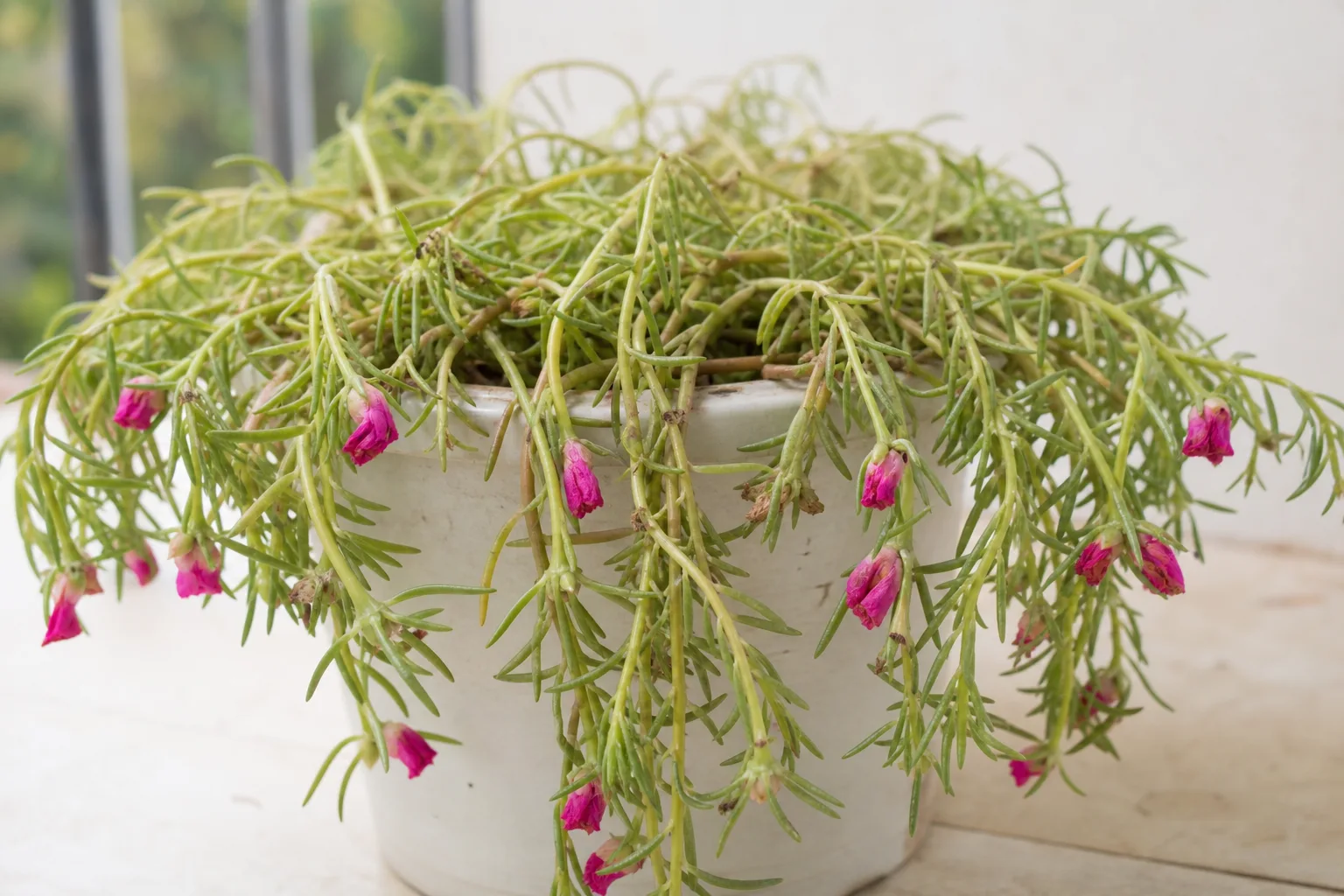 Wilting on Portulaca - visible symptom on the plant