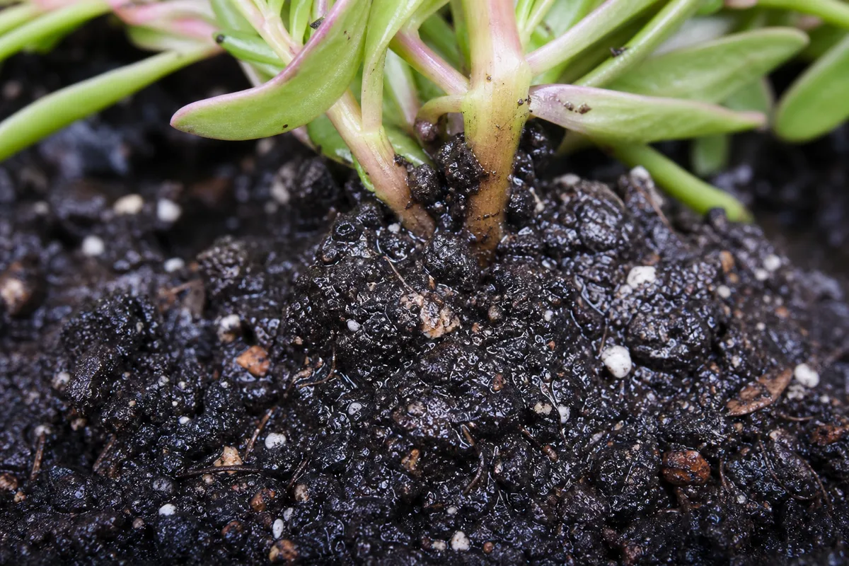 Close-up of Wrong Soil Mix on Portulaca - diagnostic detail