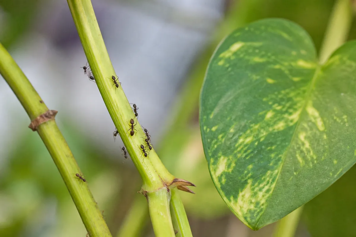 Close-up of Ants on Plant on Pothos - diagnostic detail