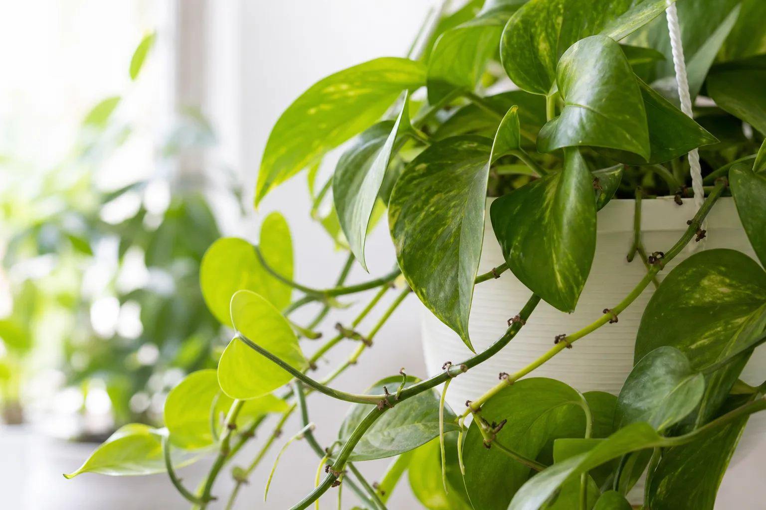 Ants on Plant on Pothos - visible symptom on the plant