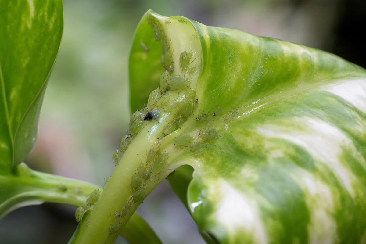 Green aphid cluster on tender pothos new growth