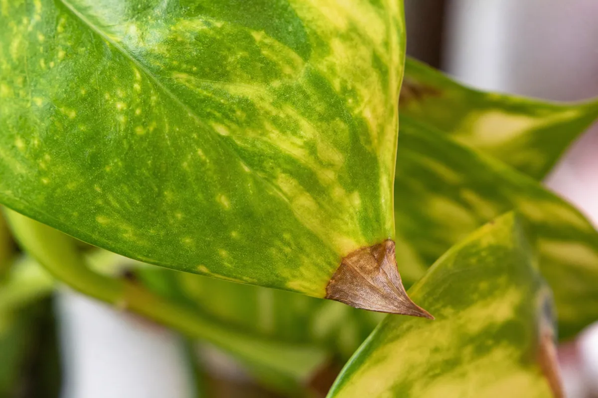 Close-up of Brown Tips on Pothos - diagnostic detail