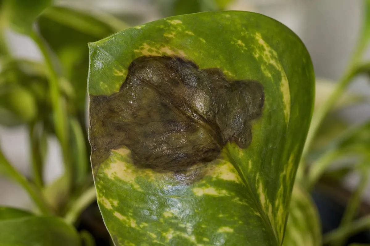 Close-up of Cold Damage on Pothos - diagnostic detail